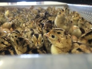 Newly-hatched pheasant chicks.